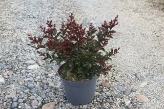 Pot 7.5L