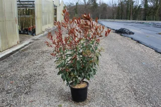 Pot 15L hauteur moyenne 125/150 cm (hors pot)