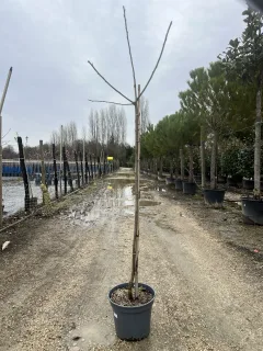 Pot 12L Formé en demi-tige (tige 130 cm) – Hauteur 175/200 cm (hors pot)