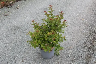 Pot 7.5L  Touffe