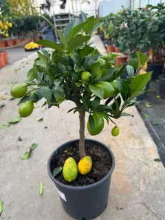 Pot 5L Formé sur courte tige, hauteur totale 40/60 cm (hors pot)