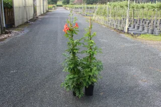 Pot 3L hauteur moyenne 80/100 cm (hors pot)