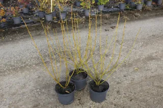 Pot 3L hauteur moyenne 40/60 cm (hors pot)