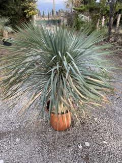 Pot 15-20  L Hauteur 100 cm (hors pot)