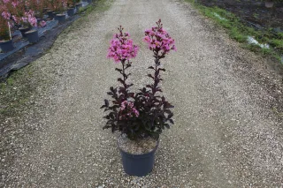 Pot 7.5L