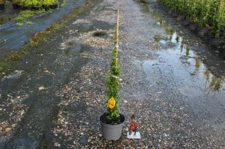 Pot 3L hauteur moyenne 40/60 cm (hors pot)