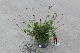 Pot 3L