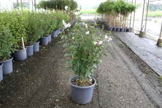 Pot 15L hauteur moyenne 80/100 cm (hors pot)