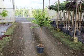 Pot 7.5L