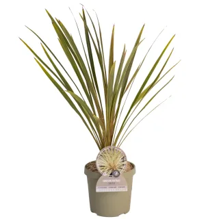 Pot 3,5L