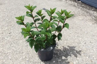 Pot 5L