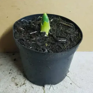 Pot 1.5L