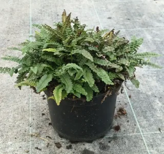 Pot 3L Touffe
