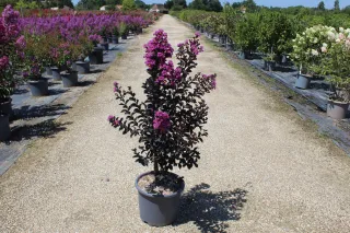 Pot 15L