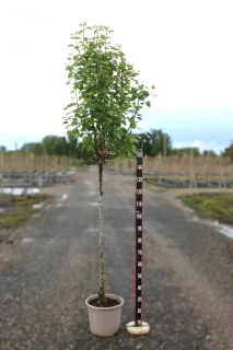 Pot 15L Formé en demi-tige (tige 130 cm) – Hauteur 175/200 cm (hors pot)