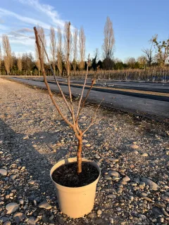 Pot 7.5L