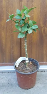Pot 1.5L sur poncirus - Tigette