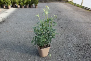 Pot 5L hauteur moyenne 40/60 cm (hors pot)