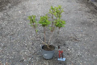 Pot 3L