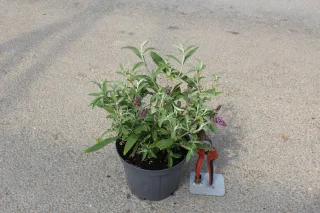 Pot 3L