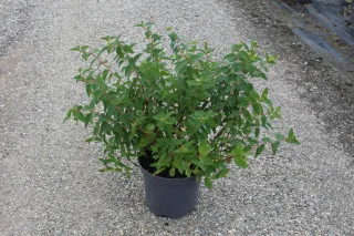 Pot 7.5L