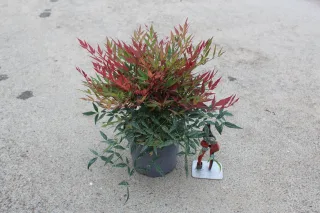 Pot 3L