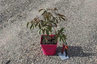 Pot 2,5L