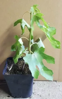 Pot 1.5L Touffe