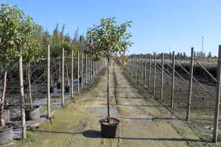 Pot 20L formé en ½ tige sur une tige de 150 à 200 cm, avec une force de 8 à 10 cm, pour une hauteur totale de 250 à 300 cm (hors pot)
