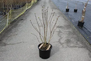 Pot 15L hauteur moyenne 100/125 cm (hors pot)