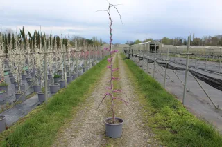 Pot 15L formé en baliveau hauteur variable entre 150-250 cm (hors pot)
