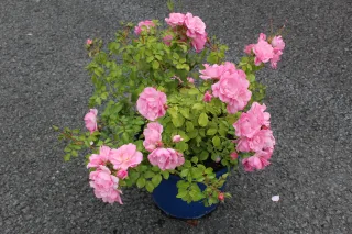 Pot 5L