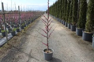 Pot 15L formé en baliveau hauteur variable entre 150-250 cm (hors pot)