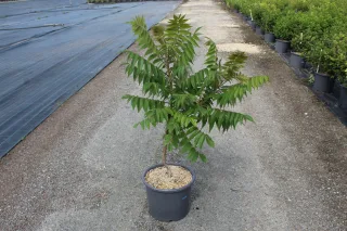 Pot 15L