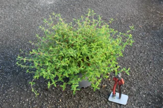 Pot 3L