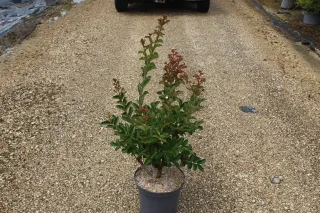 Pot 7.5L  Touffe