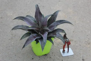 Pot 4L