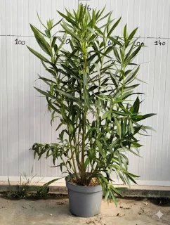 Pot 15L 120/140 cm