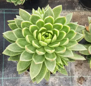 Pot 2.5L