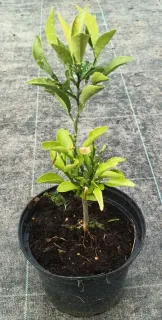 Pot 2.5L De Semis