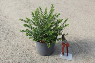 Pot 3L hauteur moyenne 20/30 cm (hors pot)