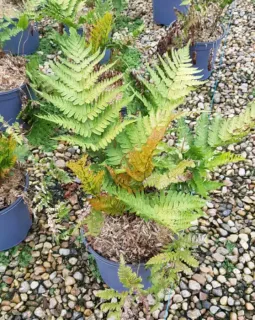 Pot 3L Touffe