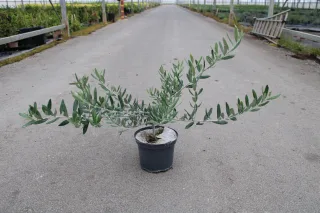 Pot 3L