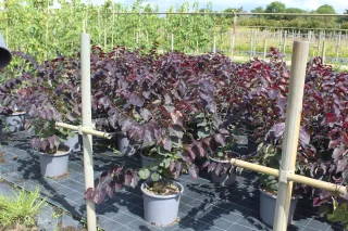 Pot 15L