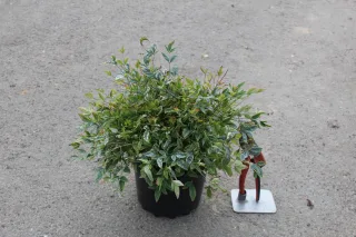 Pot 3L