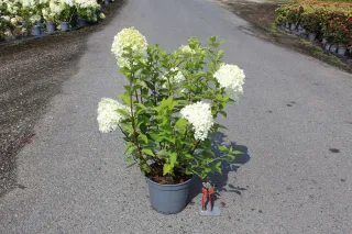 Pot 5L