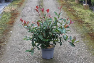 Pot 7.5L hauteur moyenne 60/80 cm (hors pot)