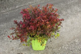Pot 8L