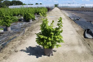 Pot 15L Hauteur 100/125 cm (hors pot)