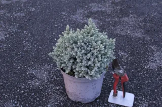Pot 3L hauteur moyenne 25/30 cm (hors pot)